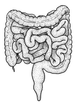 Intestine Illustration, Drawing, Engraving, Ink, Line Art, Vector