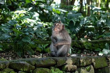 Balinese monkeys 5