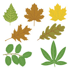 Autumn leaves objects. Various beautiful flat leaves icons. Elegant vector illustration.