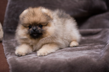 Obraz premium spitz dog pomeranian puppy