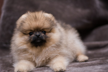 spitz dog pomeranian puppy