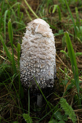 Agaric. Mushroom in the grass. Close-up.