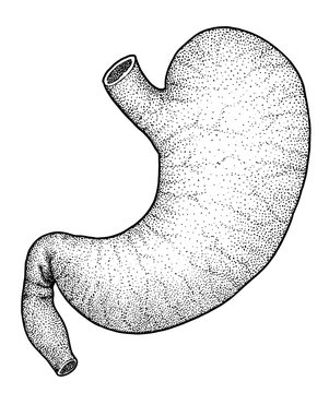 stippled human stomach anatomy clip art preview