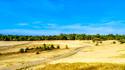 Obraz premium The mini desert Beekhuizerzand in the Hoge Veluwe nature reserve under blue sky in the province of Gelderland in the Netherlands