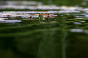 White water lilies in water.