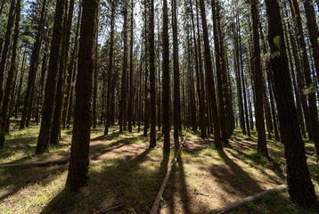 Highland forest (over 2000 meters). Background from pine trees. Tenerife. Canary Islands. Spain.