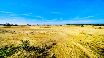 Fototapeta na wymiar The mini desert Beekhuizerzand in the Hoge Veluwe nature reserve under blue sky in the province of Gelderland in the Netherlands