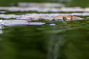 White water lilies in river.