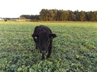 cow in field