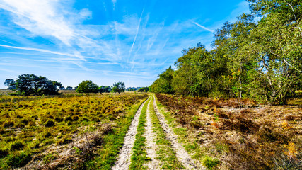 Fototapeta na wymiar Biking through the heather fields and forests in the Hoge Veluwe nature reserve in Gelderland province in Netherlands