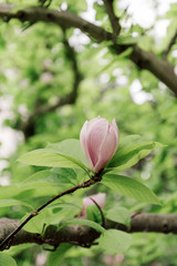 magnolia flower bloom in spring garden
