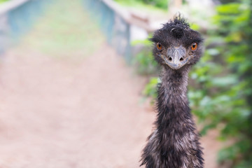 Fototapeta premium Young funny black ostrich head.. Animalistic background