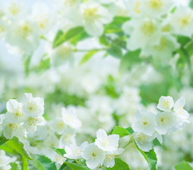 Spring natural  background with bright blooming jasmine. Spring floral background