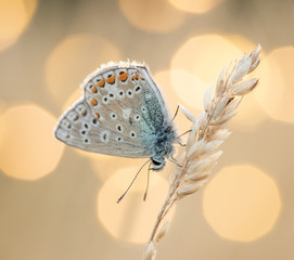 Common Blue butterfly against lights