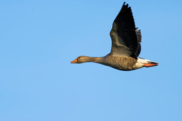 Graugans © JuergenL