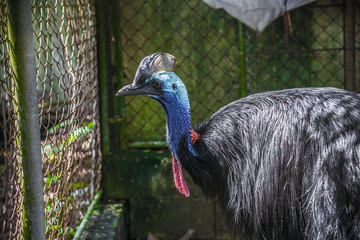 exotic bird Casuarius