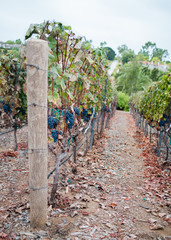 Rows of grapes ready to pick at harvest for winemaking