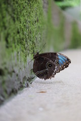 Mariposa en flor &aacute;rbol planta
