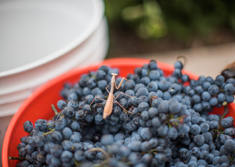 Praying mantis on freshly picked bucket of grapes for winemaking and harvest
