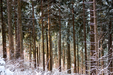 Forests the last days of winter