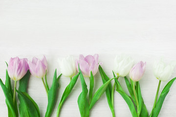 White and purple tulips on a white wooden background. Spring. International Women's Day. Valentine's Day. Selective focus.