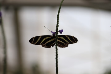 Mariposa en flor &aacute;rbol planta