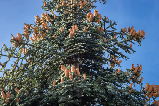 Abies procera (noble fir) with cones and a blue sky as background. These erect cones of Abies procera are large: up to 22 cm more than 8 inch....