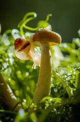Little snail crawling on the mushroom cap.