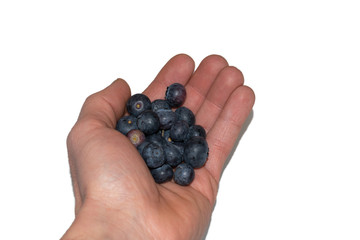 Blaubeeren in der Hand isoliert auf weiss