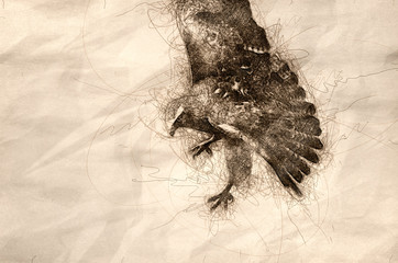Sketch of a Red Tailed Hawk on the Hunt