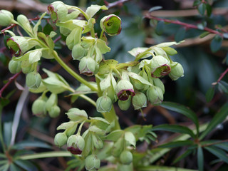 Helleborus foetidus - Hellébore fétide ou Pied-de-griffon au feuillage vert foncé et aux petites fleurs en clochette marquées de rouge sur les bords