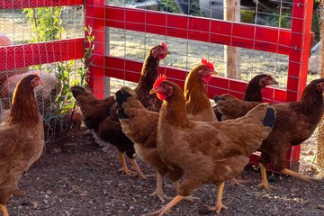 gallinero © MIGUELANGEL