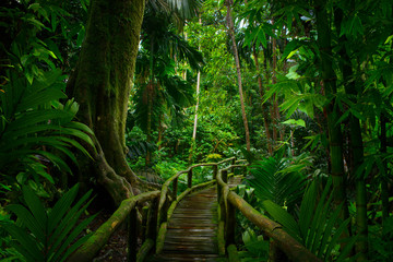 Asian tropical rainforest