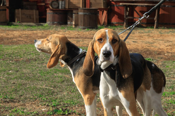 Two hunting gun dogs of a dog