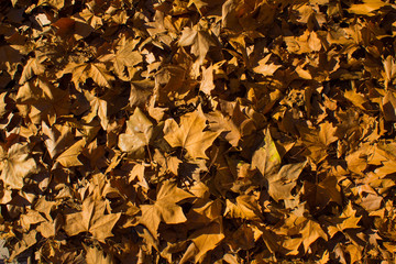 Hojas otoñales caídas en el suelo de Madrid