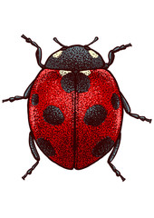 Ladybug illustration, engraving, drawing, ink, vector