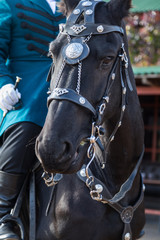 Obraz premium Andalusian stallion of black color in baroque furniture
