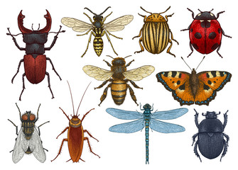 Fototapeta Insect illustration, drawing, engraving, ink, line art, vector obraz