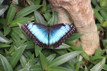 Mariposa en flor &aacute;rbol planta