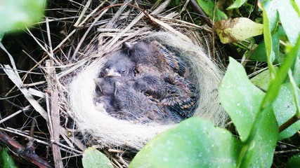 nestlings in the nest © максим пазинич