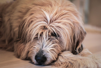 Naklejka na ściany i meble Cute hairy dog portrait, close up with soft background.