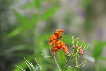 Mariposa en flor &aacute;rbol planta
