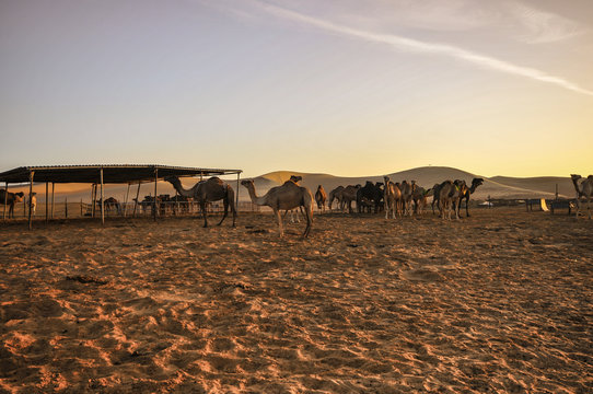 Wuste AbuDhabi Vereinigte Arabische Amirate