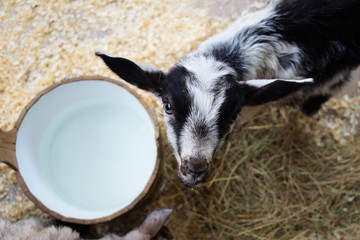 young goat looks directly in a camera lens