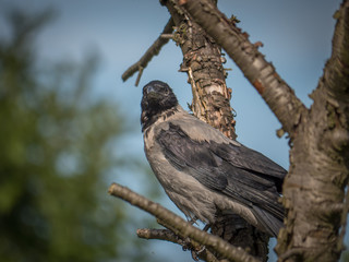 Hooded crow, bird close up, sitting on the tree in green park.