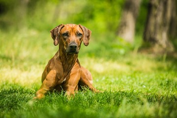 Rhodesian ridgeback with brown hair lying down on green grass, sunny summer day in nature, trees in background