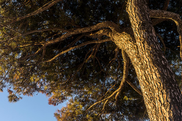 Pinus halepensis tree from under perspective