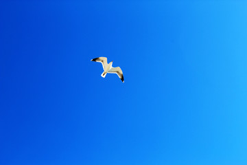 seagull flying in the sky