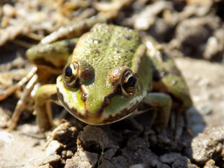 frog on leaf