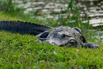 Gator zoom